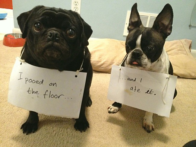 Bad Dogs