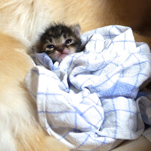 Golden Retriever Adopts An Orphaned Kitten