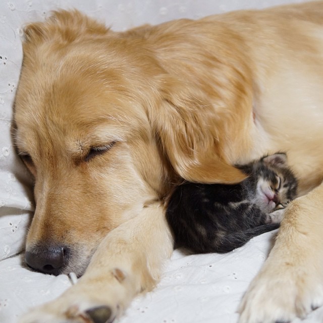 Golden Retriever Adopts An Orphaned Kitten