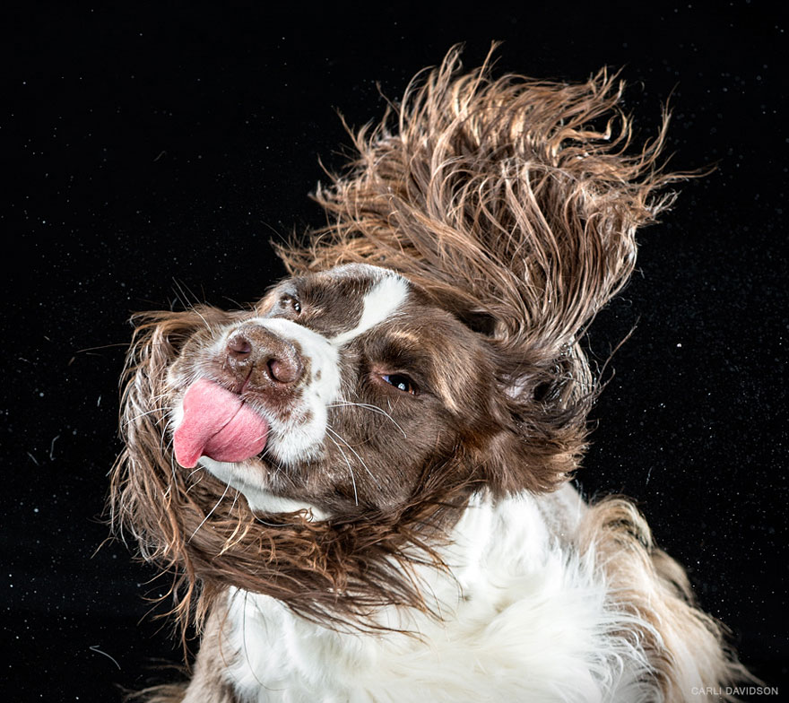 Hilarious Photos Of Dogs Caught Mid-Shake
