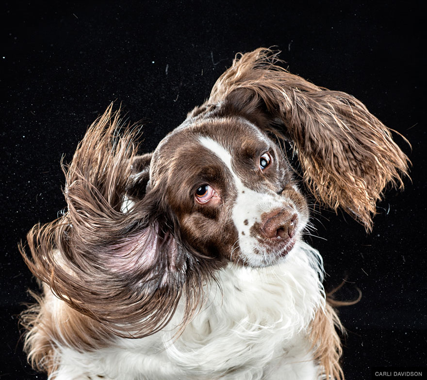 Hilarious Photos Of Dogs Caught Mid-Shake