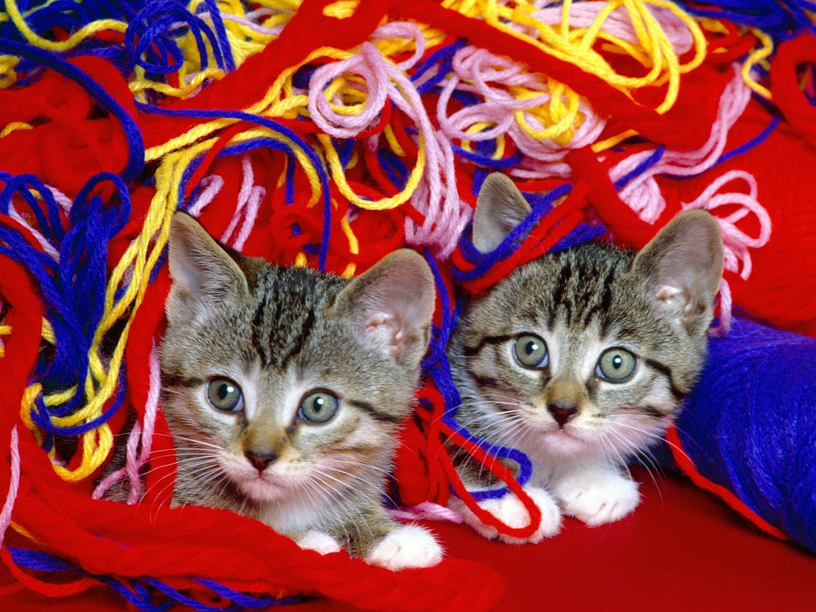Top desktop wallpapers of CATS!  Part 1