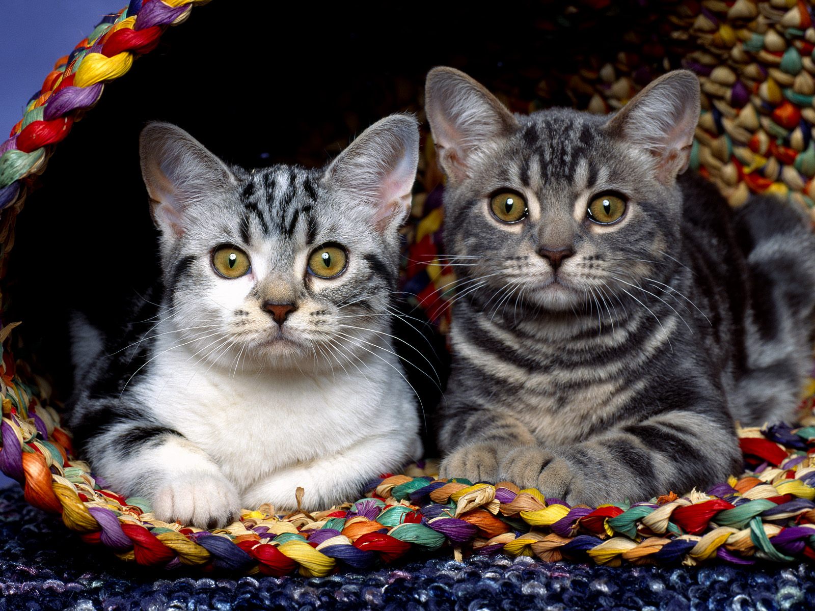 Top desktop wallpapers of CATS!  Part 1