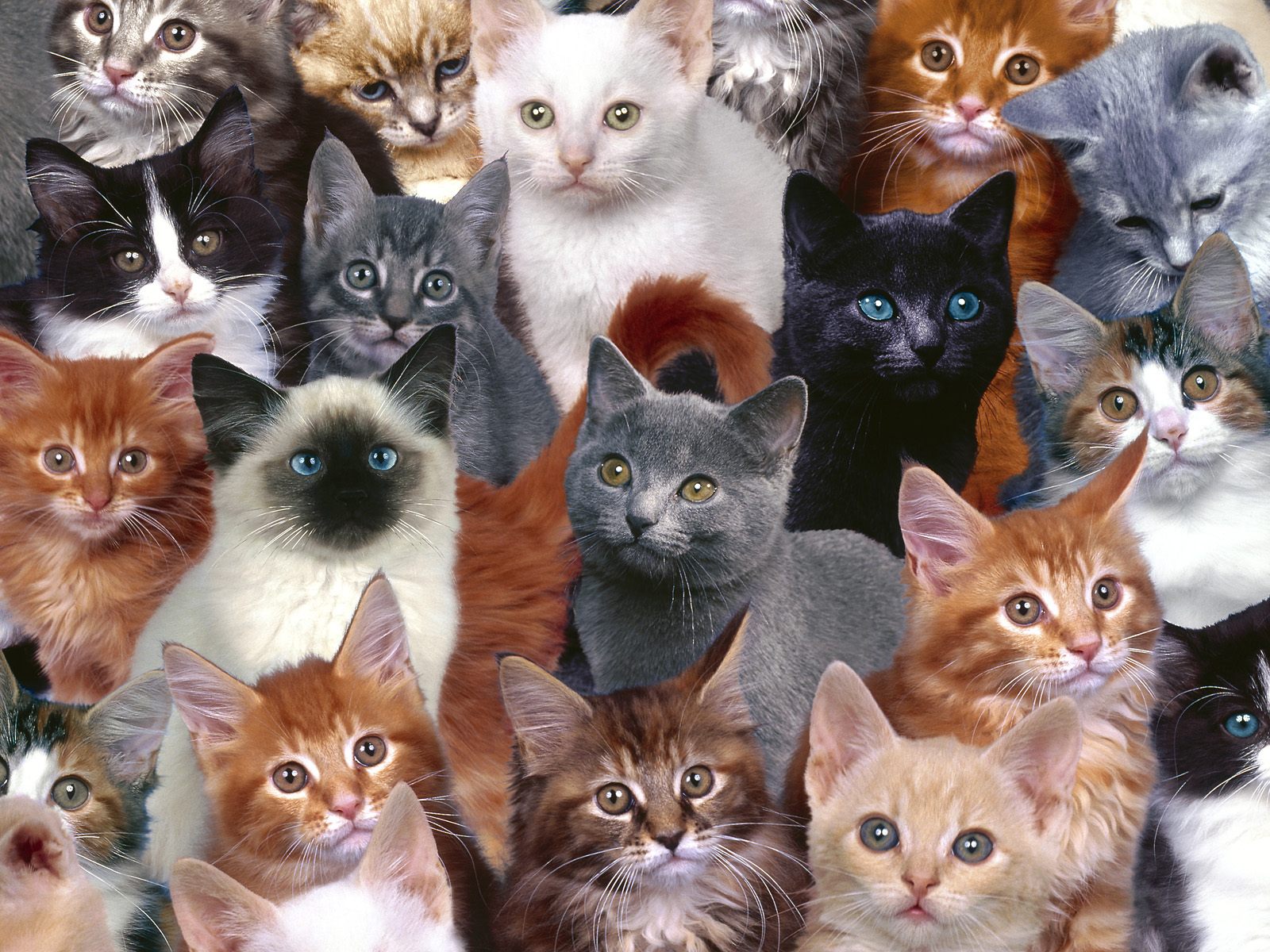 Desktop Wallpapers of CATS Part 2