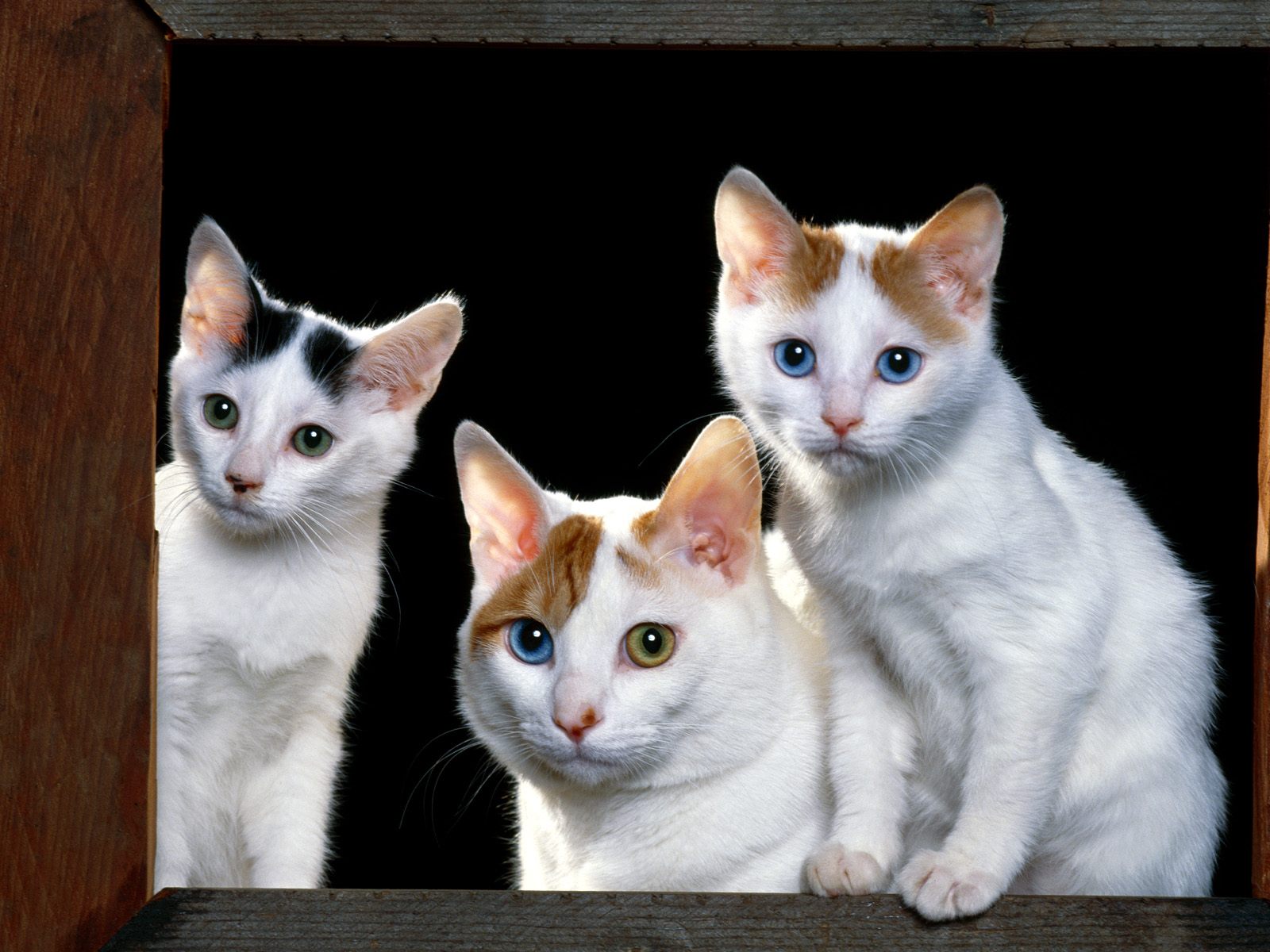 Desktop Wallpapers of CATS Part3.