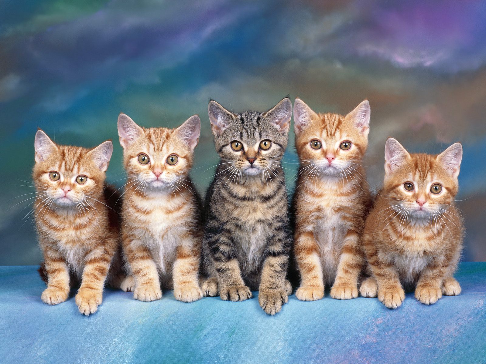 Desktop Wallpapers of CATS Part3.