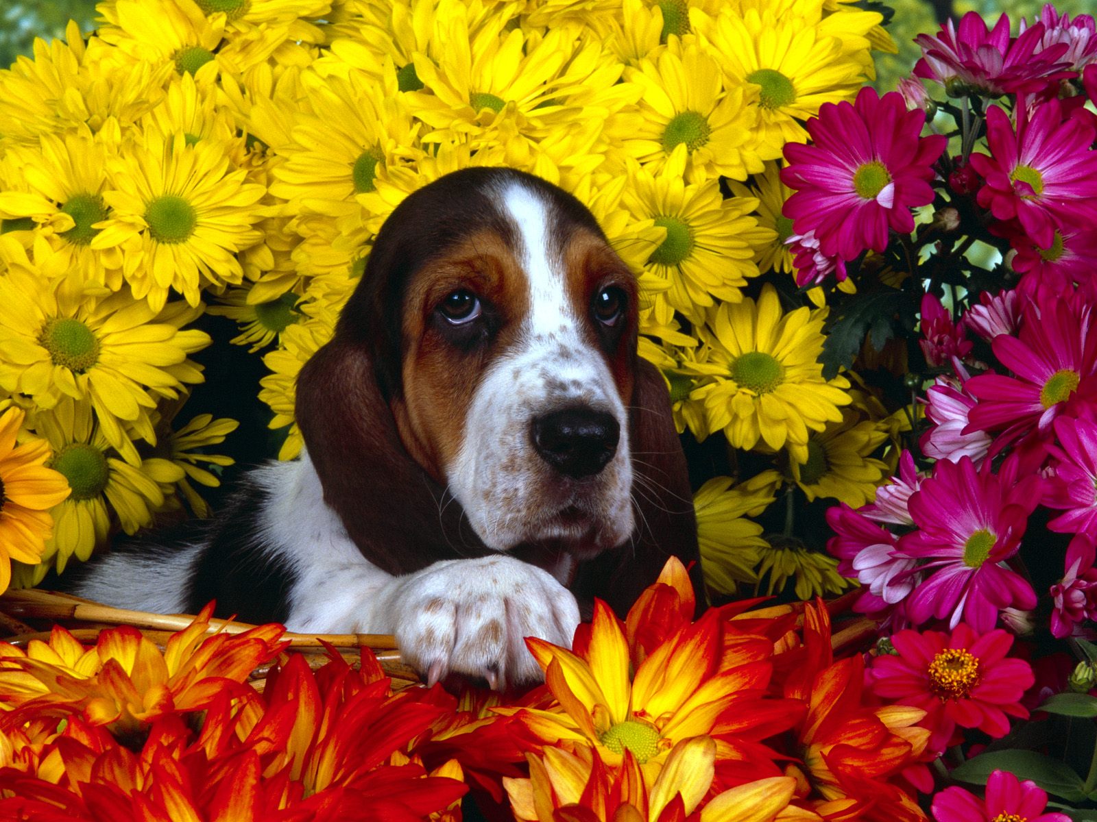 Best Dog Desktop Wallpapers