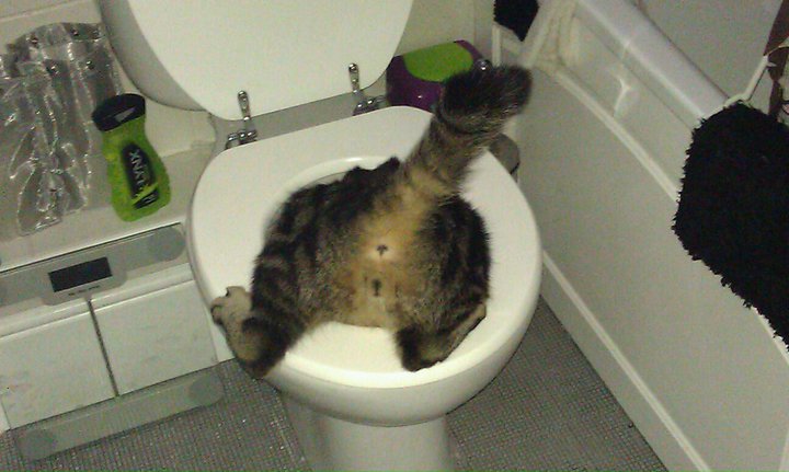Cat attempting to drink from the toilet