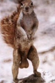 Its a squirrel,s world just trying to get a nut!!!