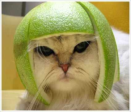 Lime cat iz not amused