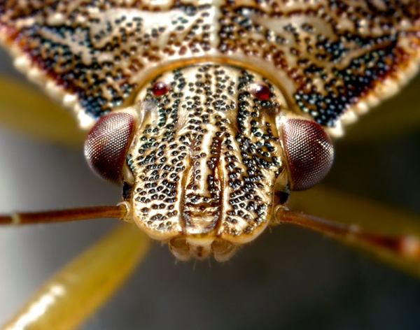 Insects Up Close