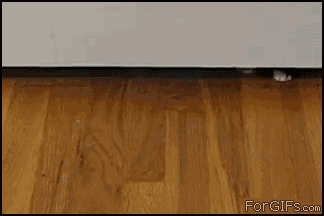 A round of gifs