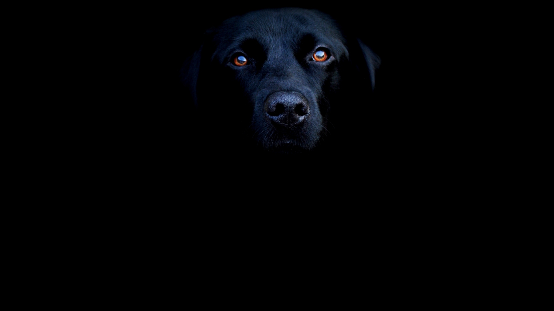 black black dog wallpaper 3d
