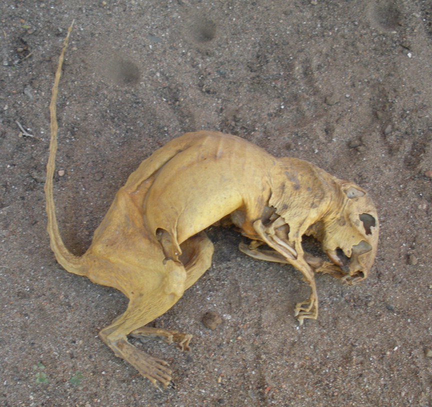 Mummified squirrel, taxidermy, preserved specimen, rare