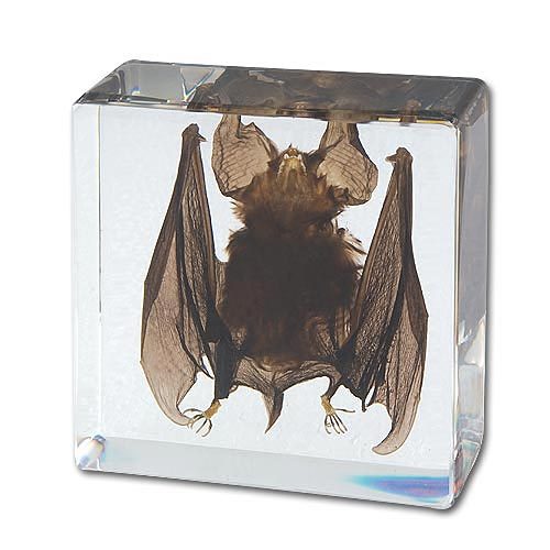 Real Detailed Bat Speciman in Lucite Acrylic Paperweight Display - New