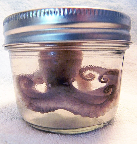 Real Preseved Baby Octopus