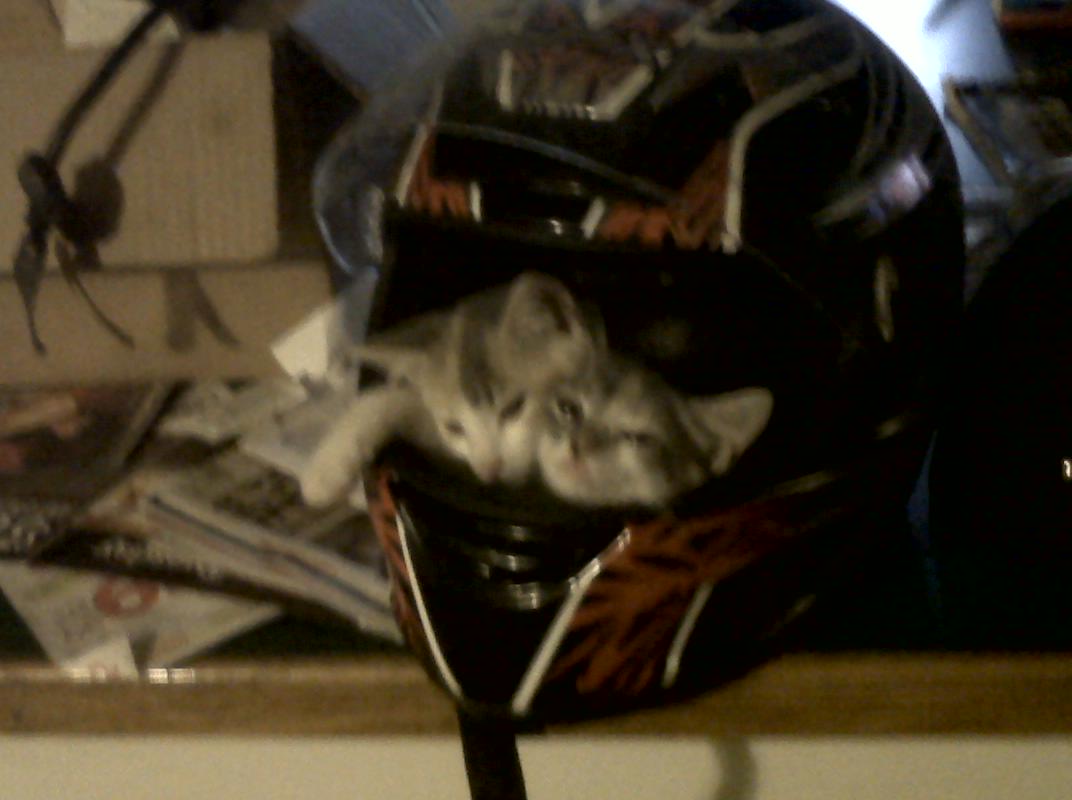 They decided to chill in the helmet for a cat nap