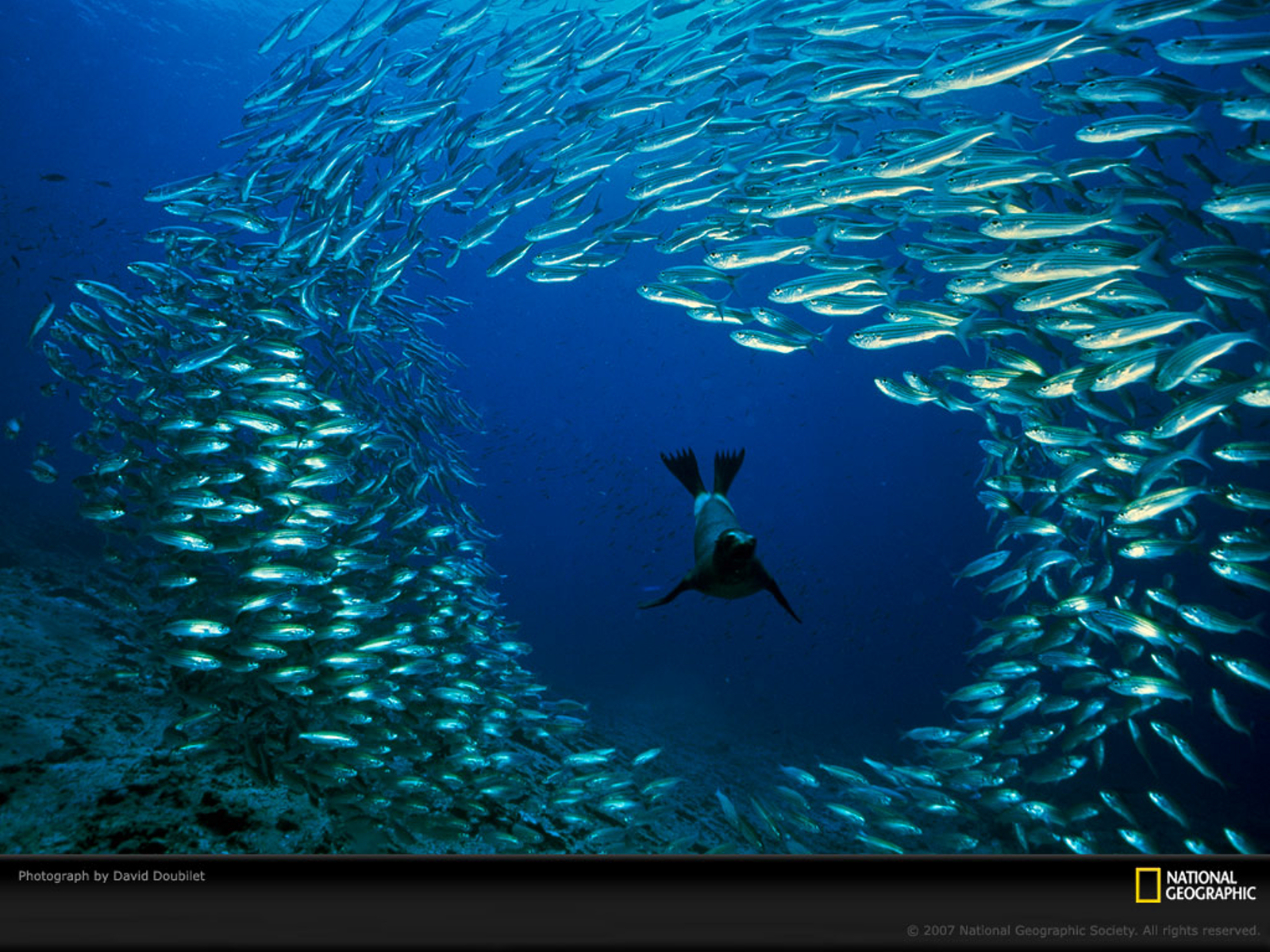 Звук морской глубины. Дэвид Дубиле круг барракуд. Подводные обитатели океана. Рыбки под водой. Рыбы в океане.