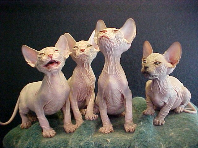 Some of the Cutest and Most Repulsive Cats on the Planet!