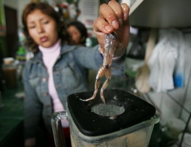 In Peru people like to drink their frogs. Yes, you heard me right, drinking their frogs. It isn't enough to eat frog legs, you must drink a ground up frog to get its full effect. Here we see a Peruvian woman placing a skinned frog into a blender to make a nice cocktail. It is said that Frog Juice is a powerful aphrodisiac.