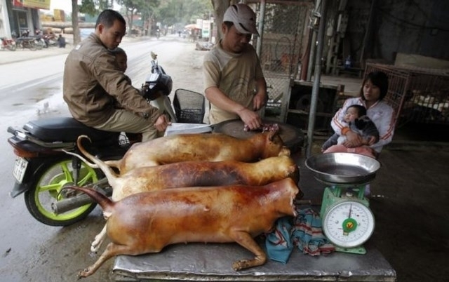 Speaking of domesticated animals, Vietnam is known for their eating of Dogs. Here you can see a butcher selling dogs on the open market. Dog is a popular meat item in many other part of East Asia as well.