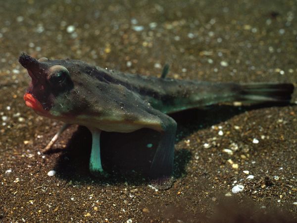 Red-Lipped Batfish