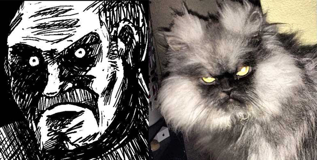 17 Cats Reenacting Internet Memes Rage Faces