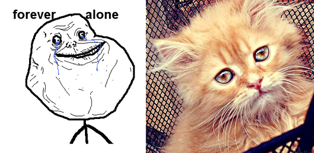 17 Cats Reenacting Internet Memes Rage Faces