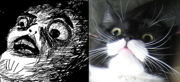 17 Cats Reenacting Internet Memes Rage Faces