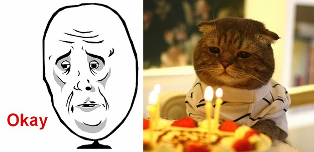 17 Cats Reenacting Internet Memes Rage Faces