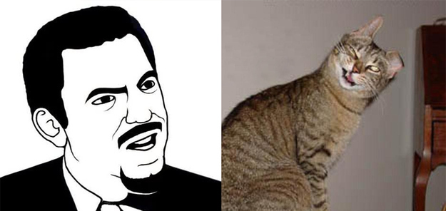 17 Cats Reenacting Internet Memes Rage Faces