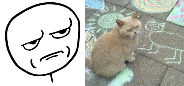 17 Cats Reenacting Internet Memes Rage Faces