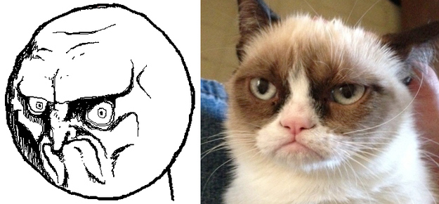 17 Cats Reenacting Internet Memes Rage Faces