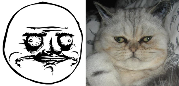 17 Cats Reenacting Internet Memes Rage Faces