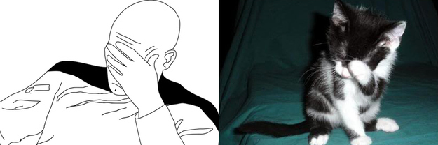 17 Cats Reenacting Internet Memes Rage Faces