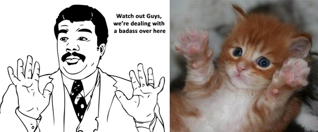 17 Cats Reenacting Internet Memes Rage Faces