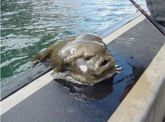 Sea Creatures That Will Make You Cringe!