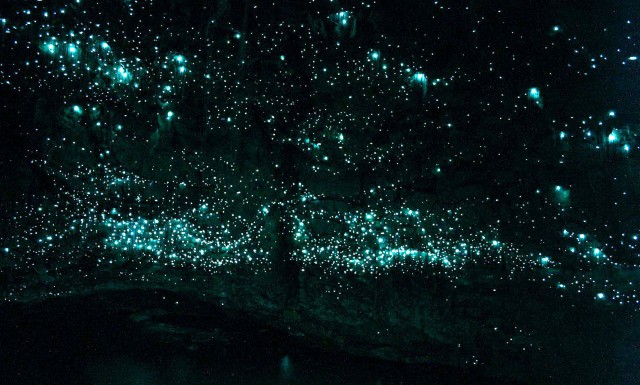Bioluminescence At It's Best