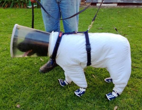 dog in bee suit