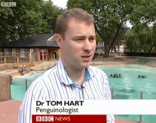 weird job - Bbc Dr Tom Hart Penguinologist Bbc News