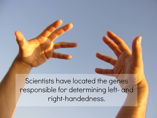 weird facts part 31 - Scientists have located the genes responsible for determining left and righthandedness.