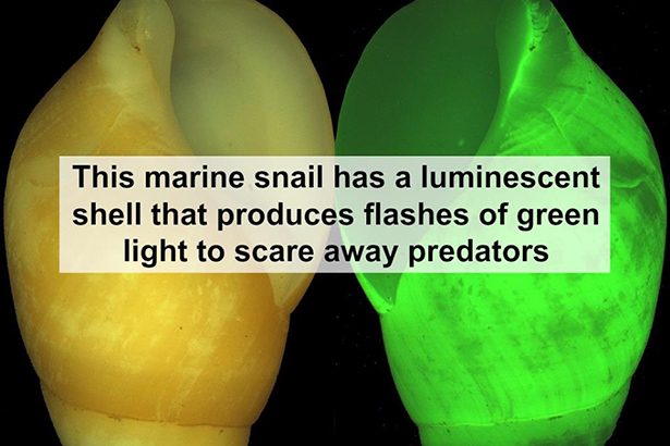 Science - This marine snail has a luminescent shell that produces flashes of green light to scare away predators