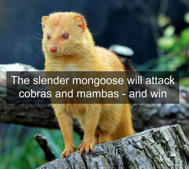 types of mongoose - The slender mongoose will attack cobras and mambas and win