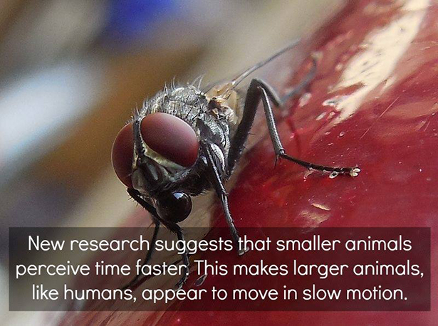scientific facts - New research suggests that smaller animals perceive time faster. This makes larger animals, humans, appear to move in slow motion.
