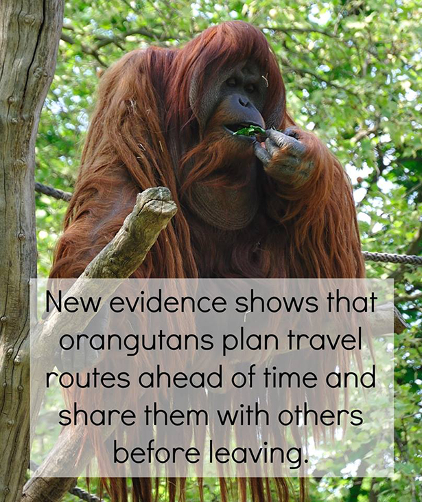 endangered orangutans - New evidence shows that orangutans plan travel routes ahead of time and them with others before leaving.