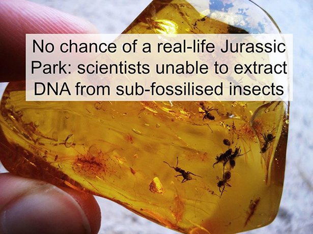 mindblowing science facts - No chance of a reallife Jurassic Park scientists unable to extract Dna from subfossilised insects
