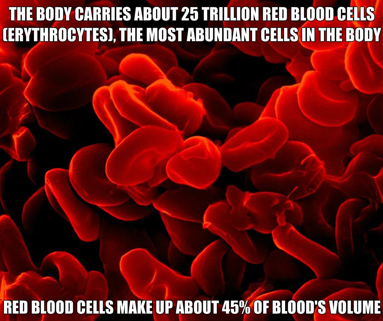 20 Facts About The Human Body