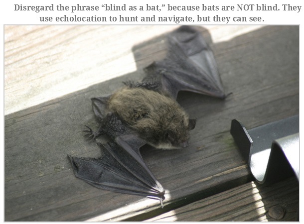 Disregard the phrase "blind as a bat, because bats are Not blind. They use echolocation to hunt and navigate, but they can see.