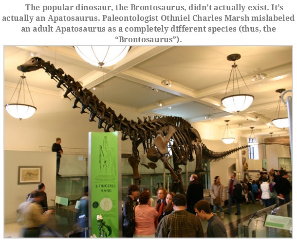 museum - The popular dinosaur, the Brontosaurus, didn't actually exist. It's actually an Apatosaurus. Paleontologist Othniel Charles Marsh mislabeled an adult Apatosaurus as a completely different species thus, the "Brontosaurus". 2Fingered