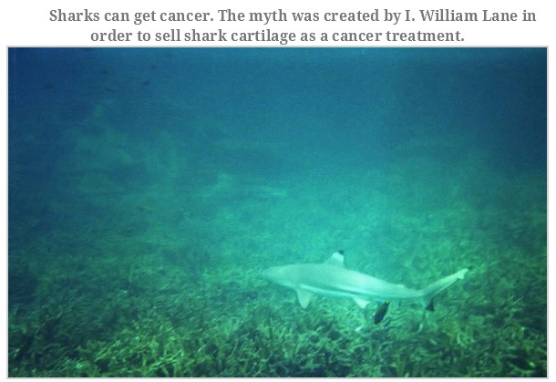 marine biology - Sharks can get cancer. The myth was created by I. William Lane in order to sell shark cartilage as a cancer treatment.